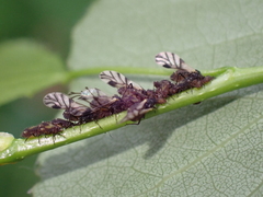 Camponotus novaeboracensis