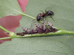 Camponotus novaeboracensis