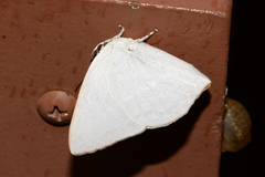 Curetis acuta paracuta