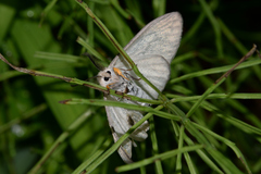 Ivela auripes