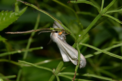 Ivela auripes