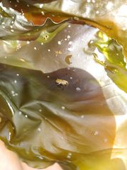 Arcitalitrus sylvaticus