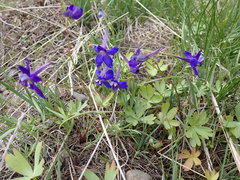 Delphinium depauperatum