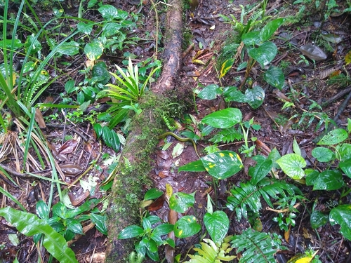 Black-speckled Palm Pit Viper