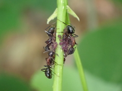 Camponotus novaeboracensis