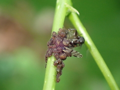 Camponotus novaeboracensis