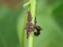 Camponotus novaeboracensis