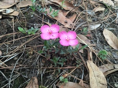 Oenothera deserticola
