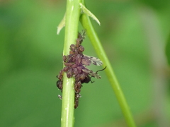 Camponotus novaeboracensis