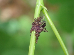 Camponotus novaeboracensis