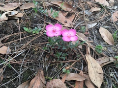 Oenothera deserticola