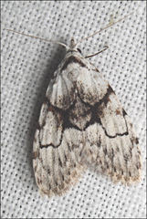 Nola delograpta