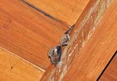 Eptesicus furinalis