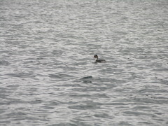 Podiceps occipitalis
