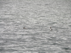 Podiceps occipitalis