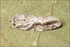 Agriophara confertella