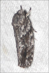 Agriophara confertella