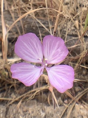 Clarkia dudleyana