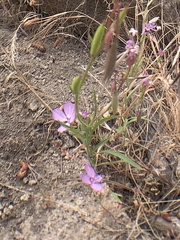 Clarkia dudleyana