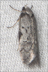 Sclerocris cremnodes