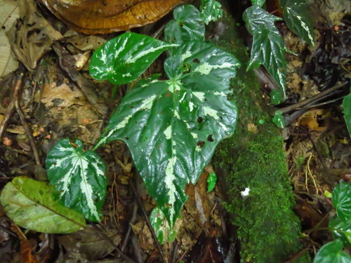 Begonia ludicra