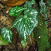 Begonia ludicra - Photo (c) geomanuel, μερικά δικαιώματα διατηρούνται (CC BY-NC), uploaded by geomanuel