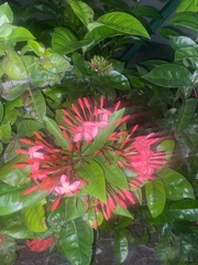 Ixora