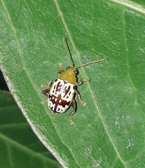 Blepharida