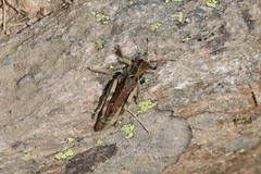 Gomphocerus sibiricus