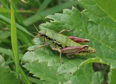 Epipodisma pedemontana