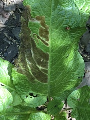 Pegomya bicolor