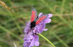 Zygaena purpuralis