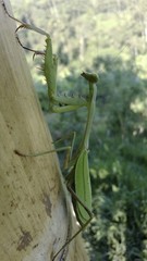 Stagmomantis theophila