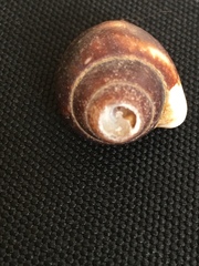 Columbella strombiformis