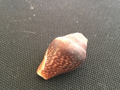 Columbella strombiformis