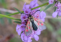 Zygaena exulans