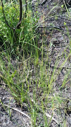 Image of Fimbristylis castanea by (c) Jay Horn, some rights reserved (CC BY)