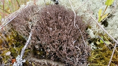 Cladonia phyllophora