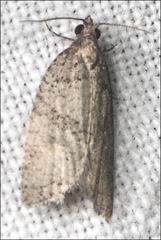 Meritastis polygraphana