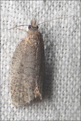 Meritastis polygraphana