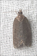 Meritastis polygraphana