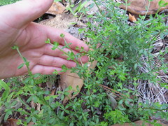 Galium bermudense