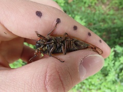 Magicicada septendecula