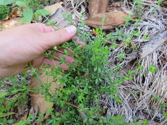 Galium bermudense