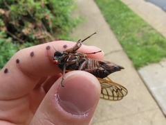 Magicicada septendecula