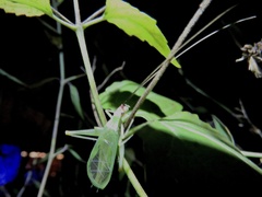 Oecanthus varicornis