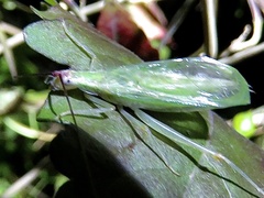Oecanthus varicornis