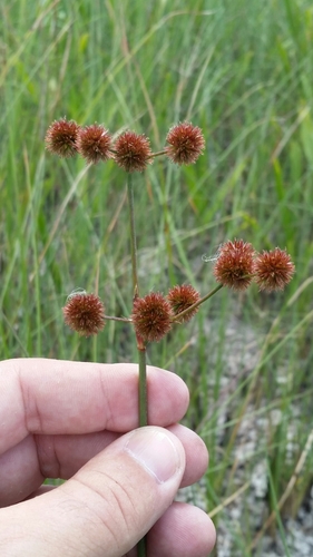 Image of Juncus megacephalus by (c) Jay Horn, some rights reserved (CC BY)