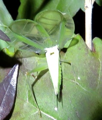 Oecanthus varicornis
