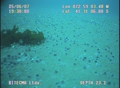 Pseudechinus magellanicus